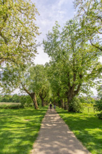 Pappelallee beim Schloss Hohenheim